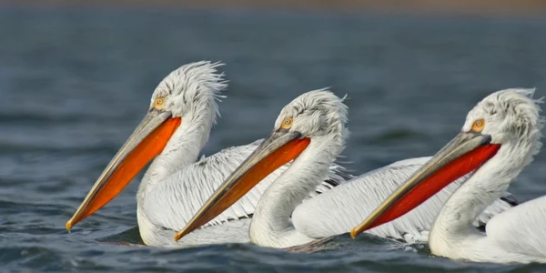Specii rare de păsări în Delta Dunării FOTO SOR