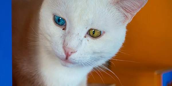 Celebrele pisici din orașul Van în Turcia Foto Daciana Stoica pentru Adevărul