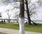 Mamaia
