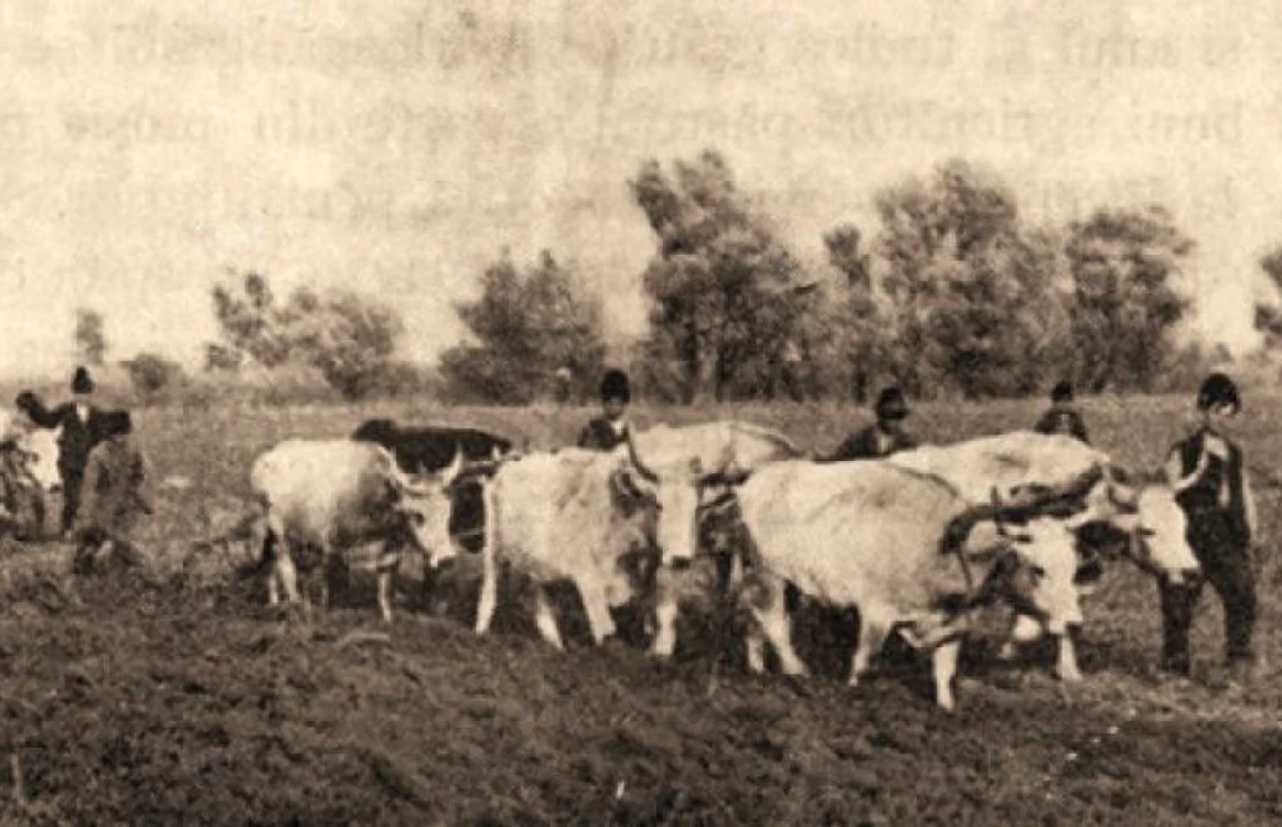 tarani perioada interbelica historia.ro