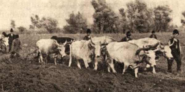 tarani perioada interbelica historia.ro