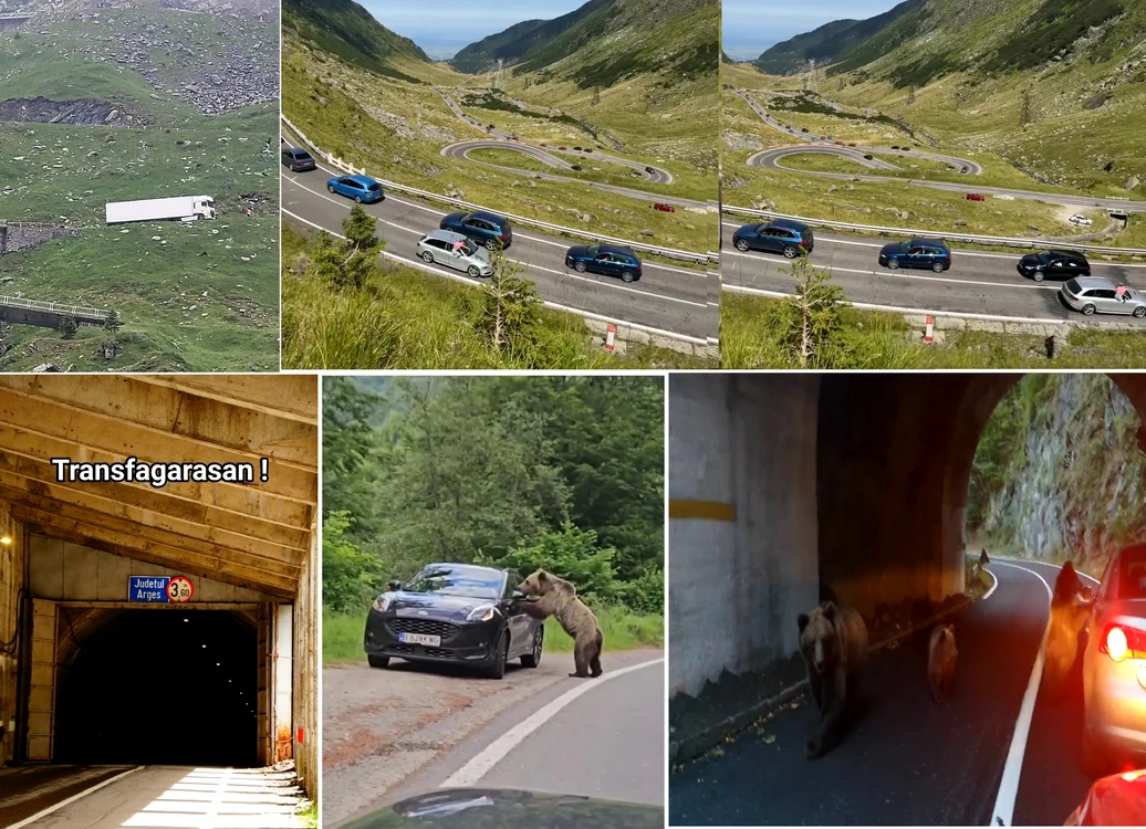 Tiruri pe Transfăgărășan, urși pe mașini și oameni care circulă pe ferestre