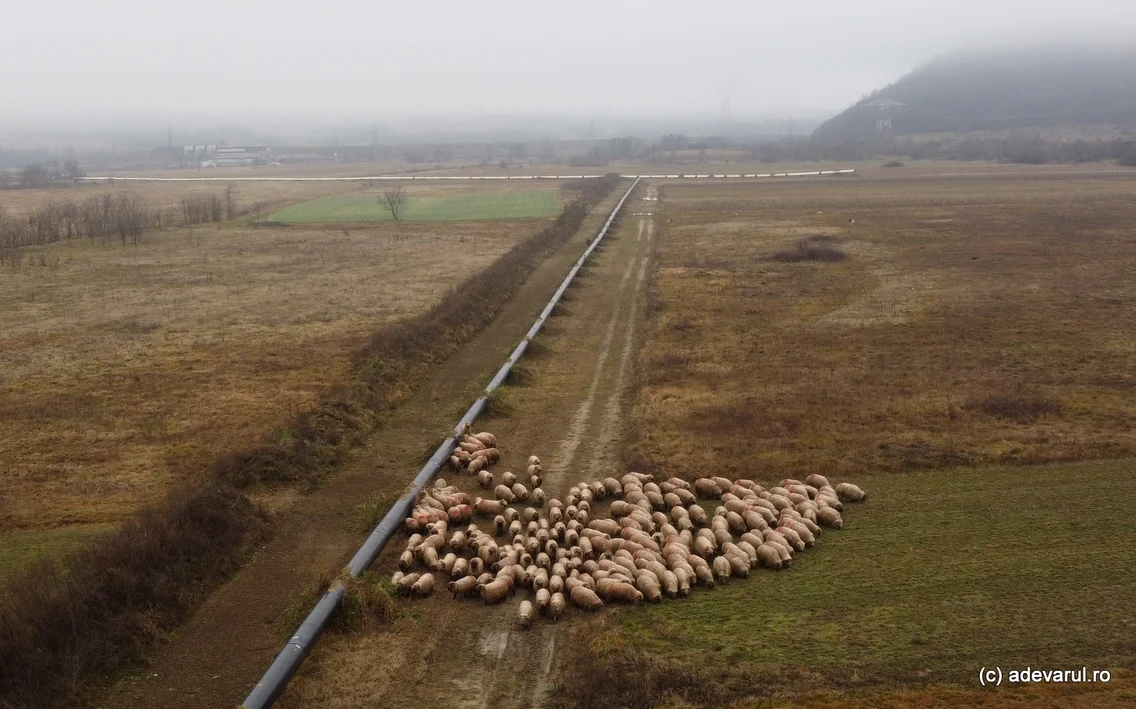 Conducta de gaze către Mintia  Zona Bretea Streiului, Hațeg, Foto Daniel Guță ADEVĂRUL (7) JPG