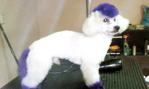 Punky are calota tunsă  sub formă de creastă   Deh, e genul punk ist    jpeg