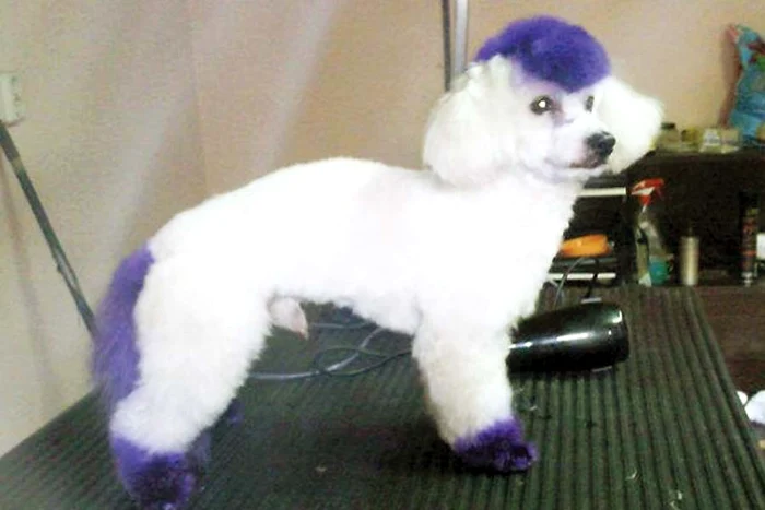 Punky are calota tunsă sub formă de creastă. Deh, e genul punk-ist...