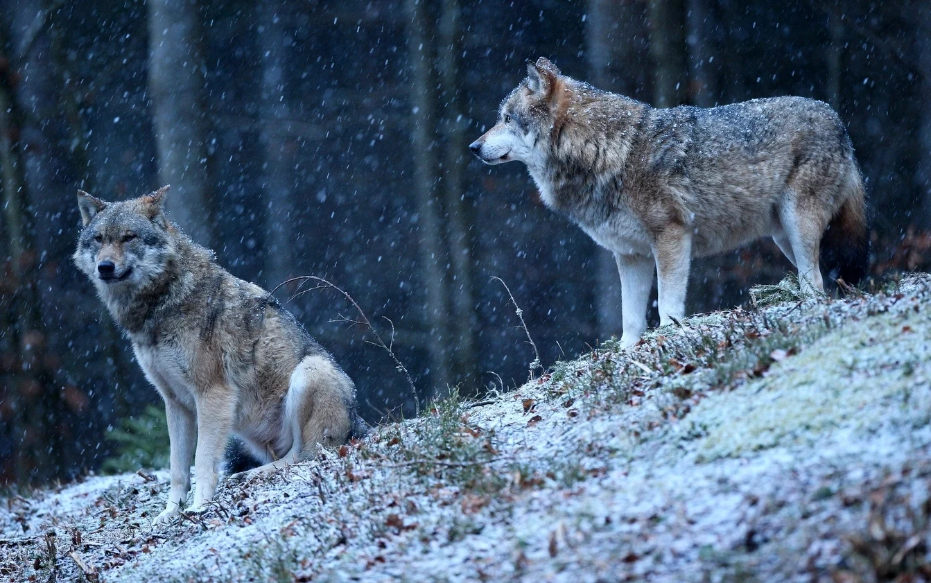 De ce au românii o legătură specială cu lupii. Noiembrie, luna sărbătorilor patronate de sălbăticiuni