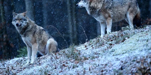 Lupi Foto Freepik com 001 jpg