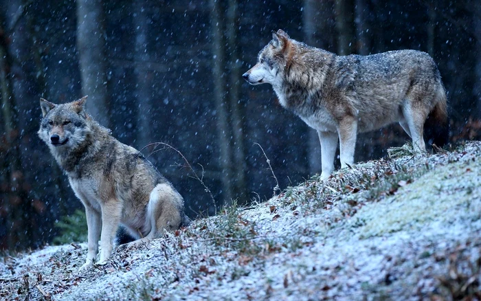 Lupii au avut un rol important în tradițiile și mitologia românească. Foto: Freepik.com