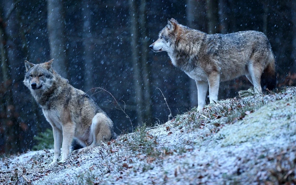 De ce au românii o legătură specială cu lupii. Noiembrie, luna sărbătorilor patronate de sălbăticiuni