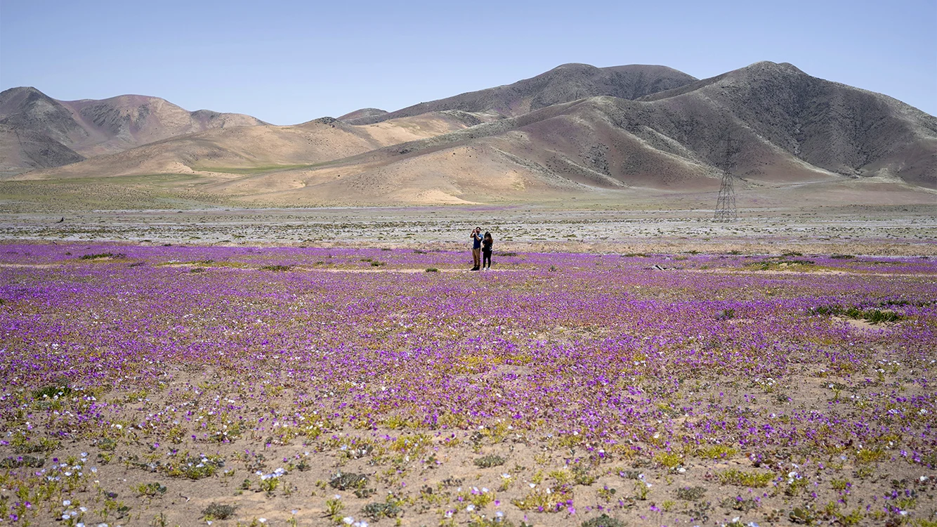 Deşertul Atacama înflorește o dată la câțiva ani datorită unei ploi fenomenale. FOTO: EPA-EFE