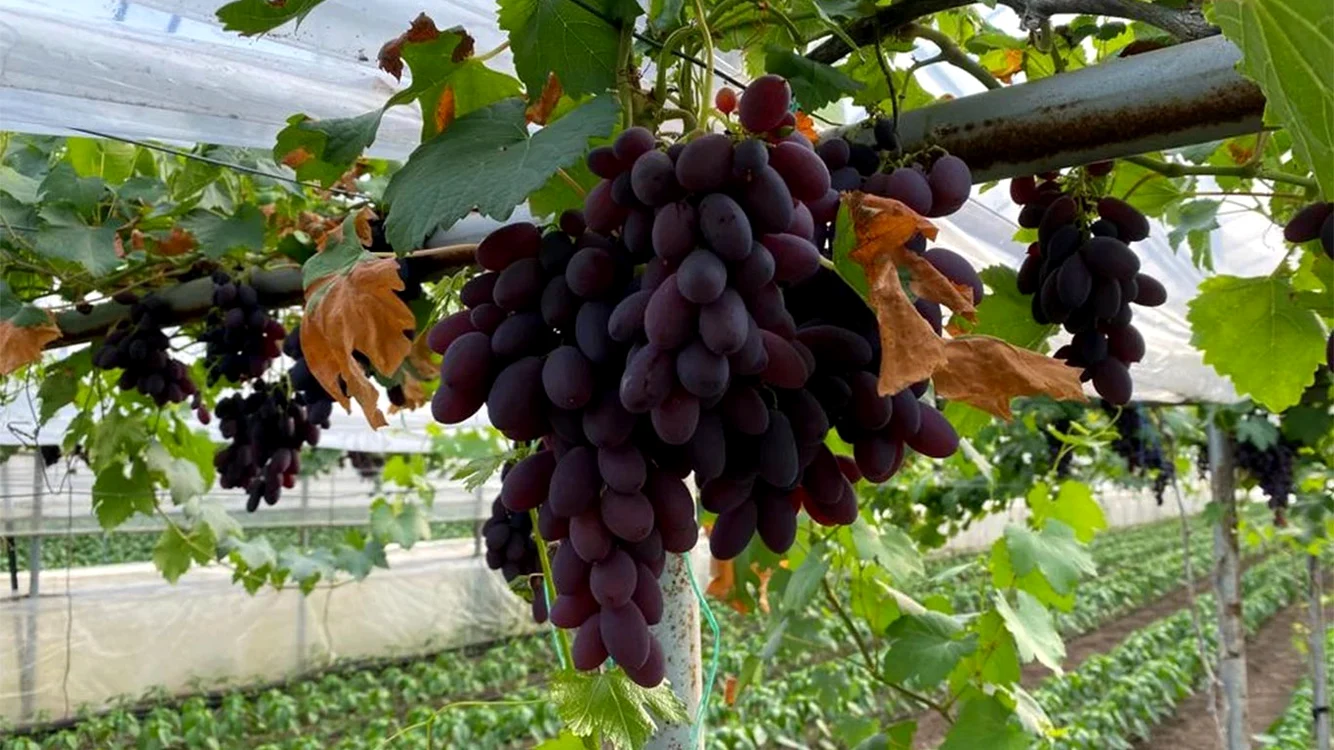 Strugurii de masă, dulci şi aromaţi. Fotografii: Facebook / Ion Păunel