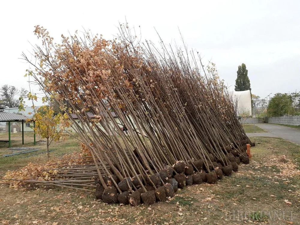 
    Statul oferă ajutoare românilor care au plantat copaci pe suprafețe mari, decontul putând ajunge și la 7 milioande de euroFoto: ebihoreanul.ro  