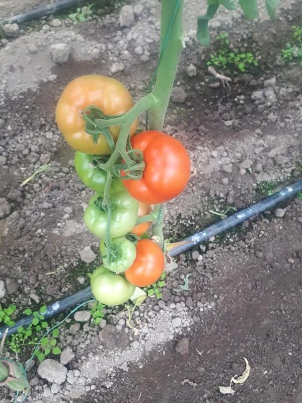 Roșiile produse în solar vor ajunge pe tarabele din piețe. FOTO Sanziana Banica 