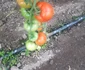 Roșiile produse în solar vor ajunge pe tarabele din piețe. FOTO Sanziana Banica 