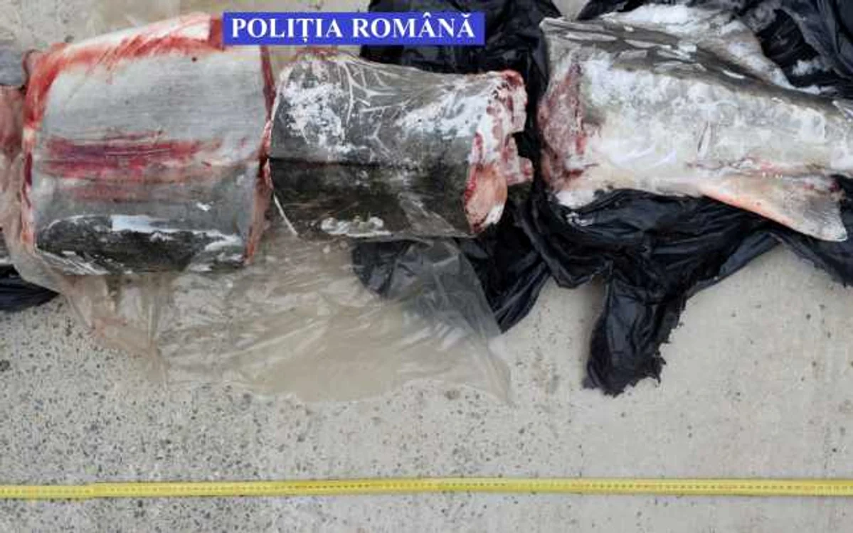 Poliţiştii au descoperit un morun de 75 de kilograme la percheziţii FOTO: IPJ Ialomiţa