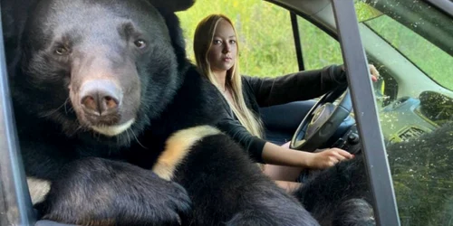 Rusoaica si ursoaica FOTO Profimedia Images