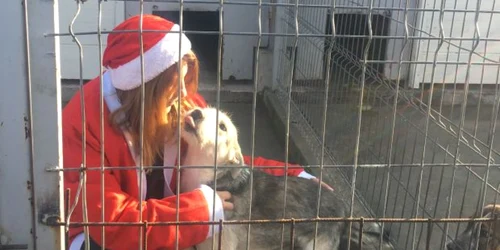 Câini fără adăpost au primit astăzi cadouri