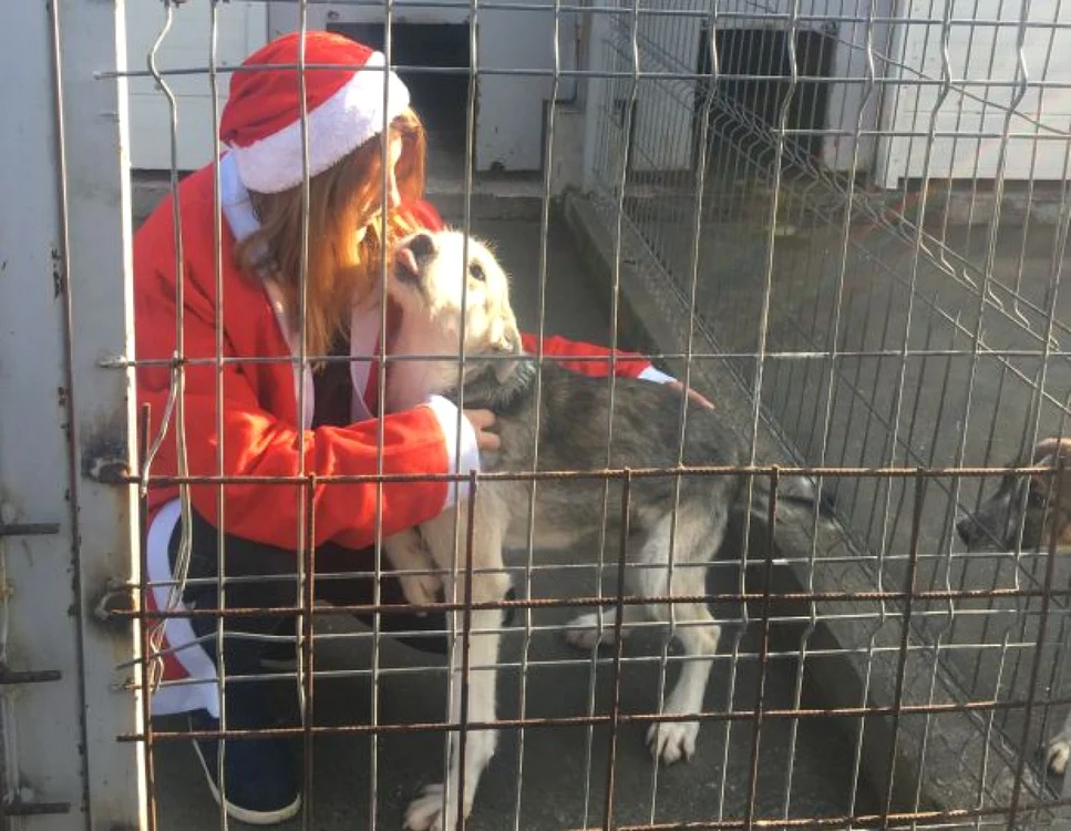 Câini fără adăpost au primit astăzi cadouri