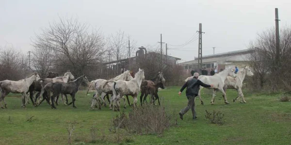 Cabalinele rămân, deocamdată, în custodia Primăriei Fierbinți
