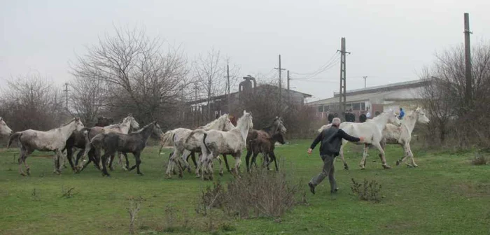 Cabalinele rămân, deocamdată, în custodia Primăriei Fierbinți