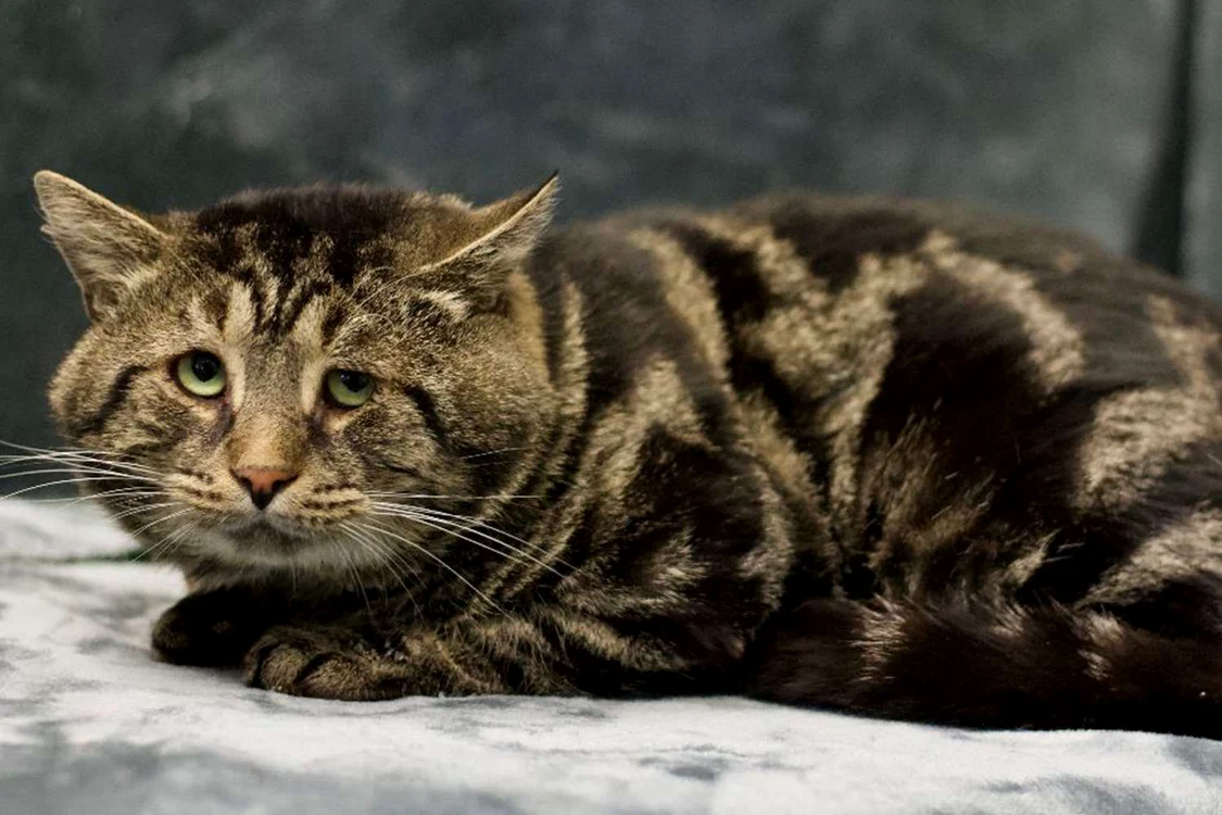 Fishtopher a fost adoptat de un cuplu din Maryland (Foto Twitter)