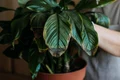 ingrijirea plantelor jpg