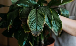 ingrijirea plantelor jpg