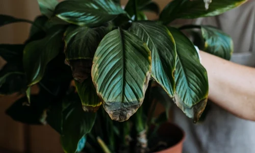 ingrijirea plantelor jpg