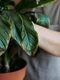 ingrijirea plantelor jpg