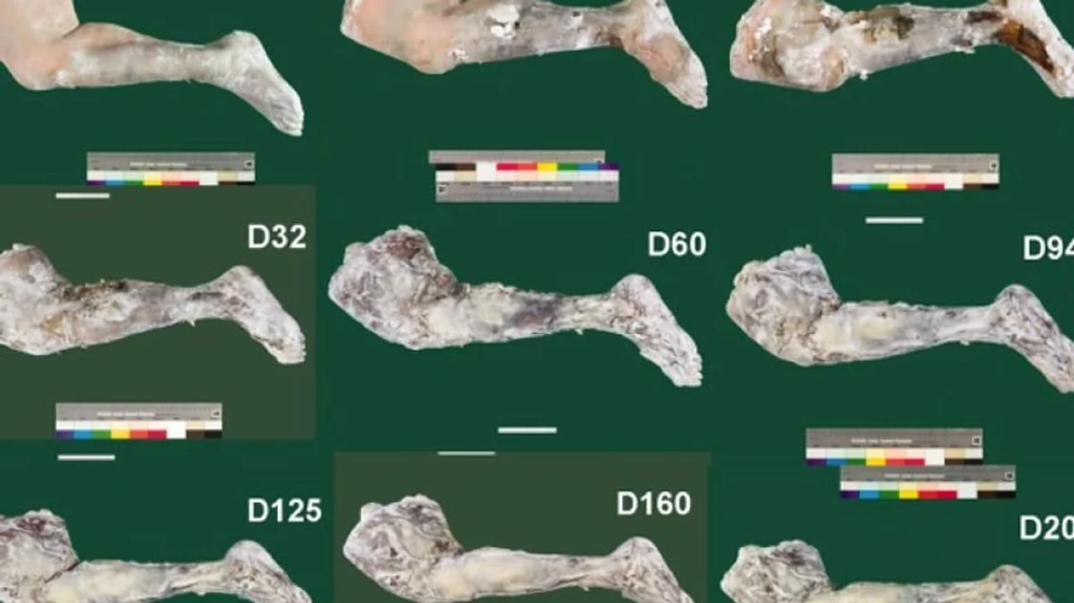 Cercetătorii au reuşit să mumifice ţesut folosind tehnicile egiptenilor antici jpeg