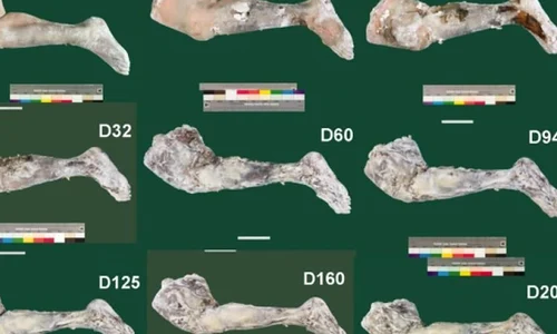 Cercetătorii au reuşit să mumifice ţesut folosind tehnicile egiptenilor antici jpeg