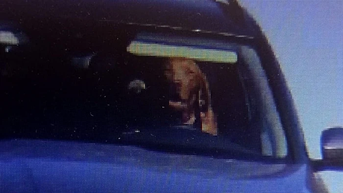 Câinele stătea în brațele șoferului /  foto: Polícia SR - Trnavský kraj Facebook  