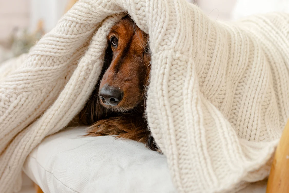 Temperaturi mai scăzute decât normalul perioadei FOTO Shutterstock