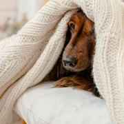 Frig - iarnă - câine sub pătură FOTO Shutterstock 