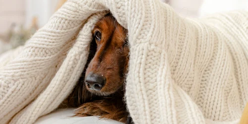 Frig - iarnă - câine sub pătură FOTO Shutterstock 