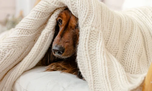 Frig - iarnă - câine sub pătură FOTO Shutterstock