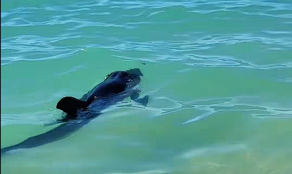 Imagini inedite în Tuzla. Un delfin a înotat printre turiștii aflați la mal: „A fost uluitor”