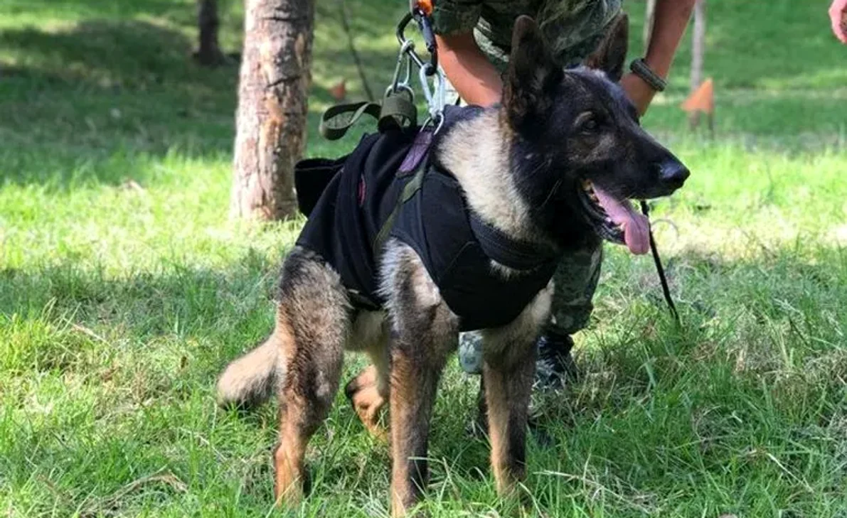 Câinele Proteo a murit în timp ce încerca să ajungă la un om blocat sub dărâmături