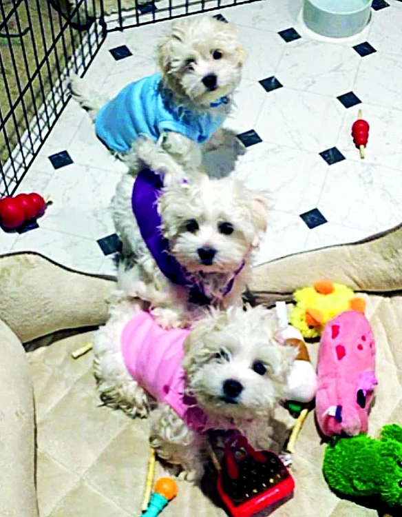 Barbra Streisand are acum trei câini: Scarlet, Violet şi Fanny