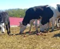 Mere Malu cu flori