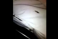 insecta jpeg