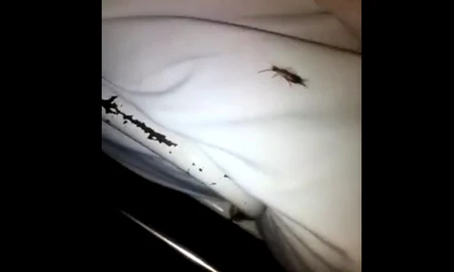 insecta jpeg