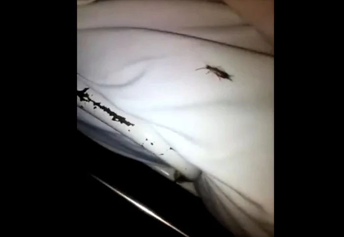 
    O urechelniţă se plimbă nestingherită pe cearşaful unui pat din spitalFoto: Facebook  