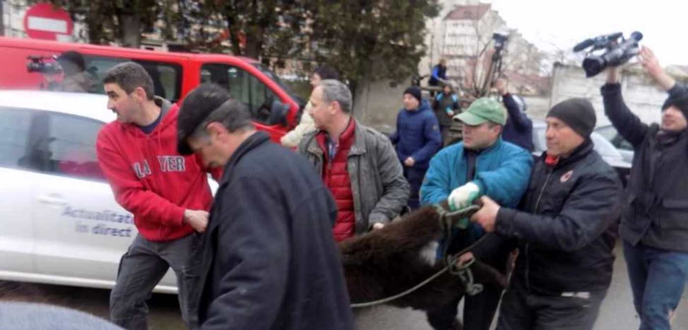Puiul de urs a fosty capturat după câteva ore FOTO: Ramona Găină
