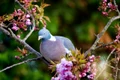 porumbei, foto shutterstock jpg