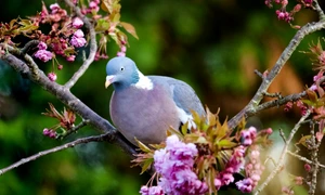 porumbei, foto shutterstock jpg