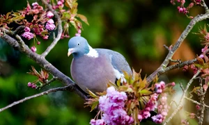 porumbei, foto shutterstock jpg