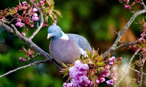 porumbei, foto shutterstock jpg