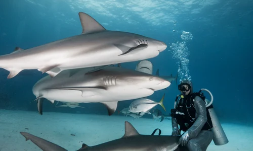 caters shark petting 06 jpeg