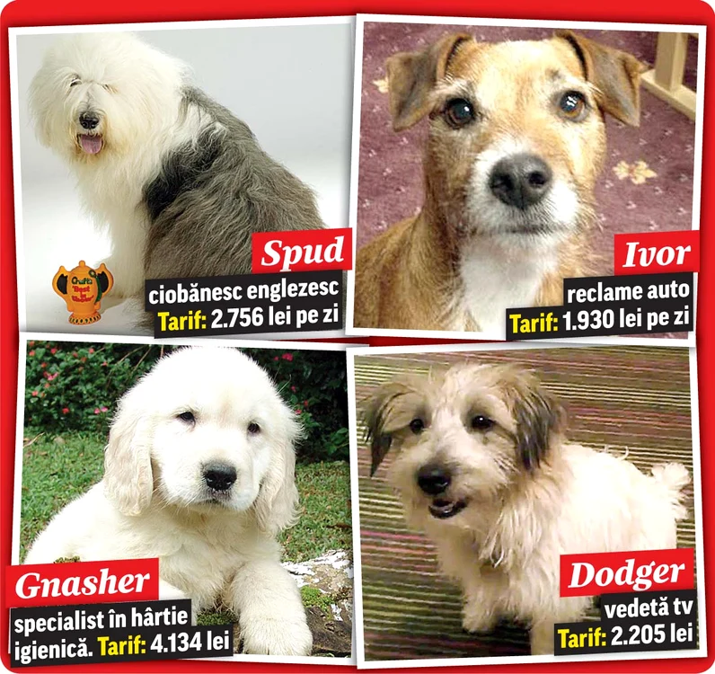 
    Bronte, fotomodel felin. Tarif: 5.512 lei pe zi  